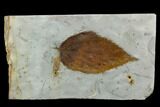 Fossil Hackberry (Celtis) Leaf - Montana #120807-1